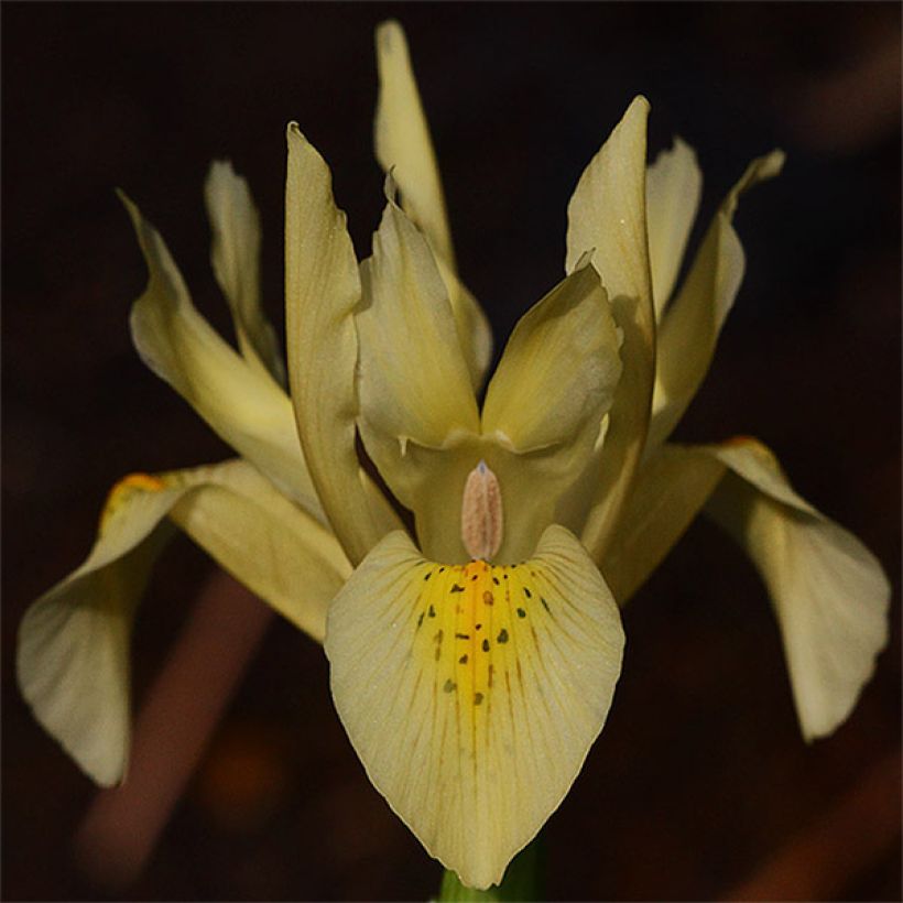 Iris winogradowii (Floraison)