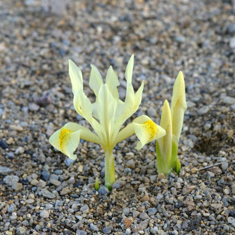 Iris winogradowii (Port)