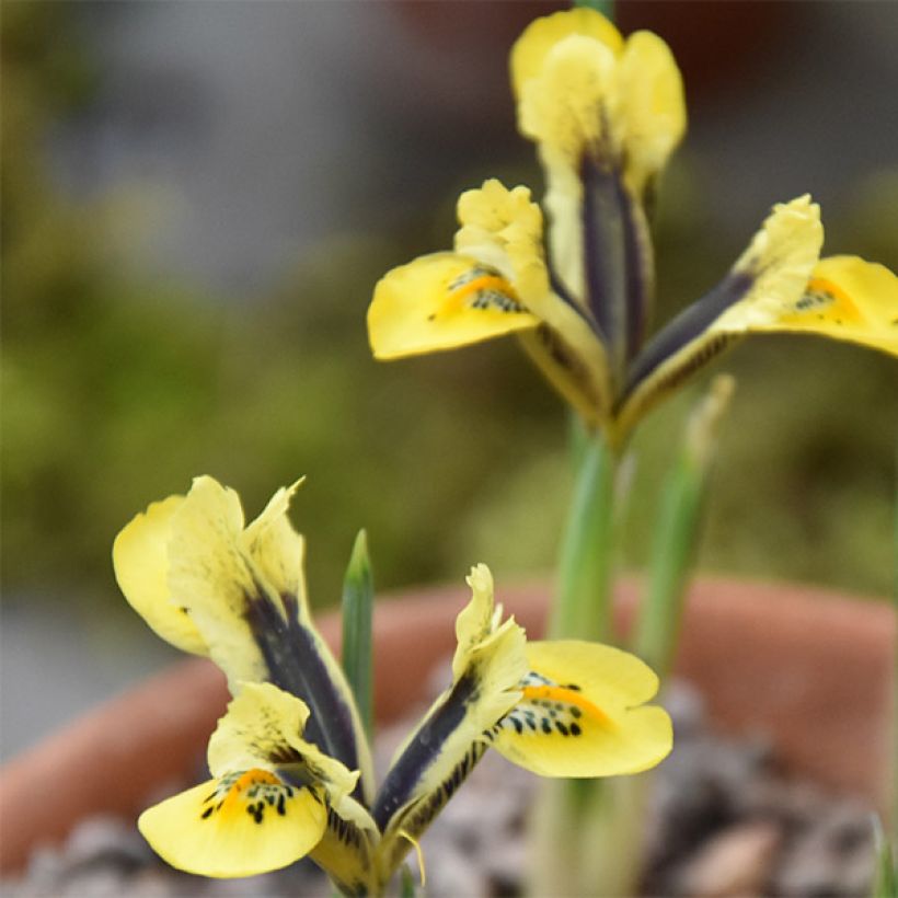Iris reticulata Orange Glow (Floraison)
