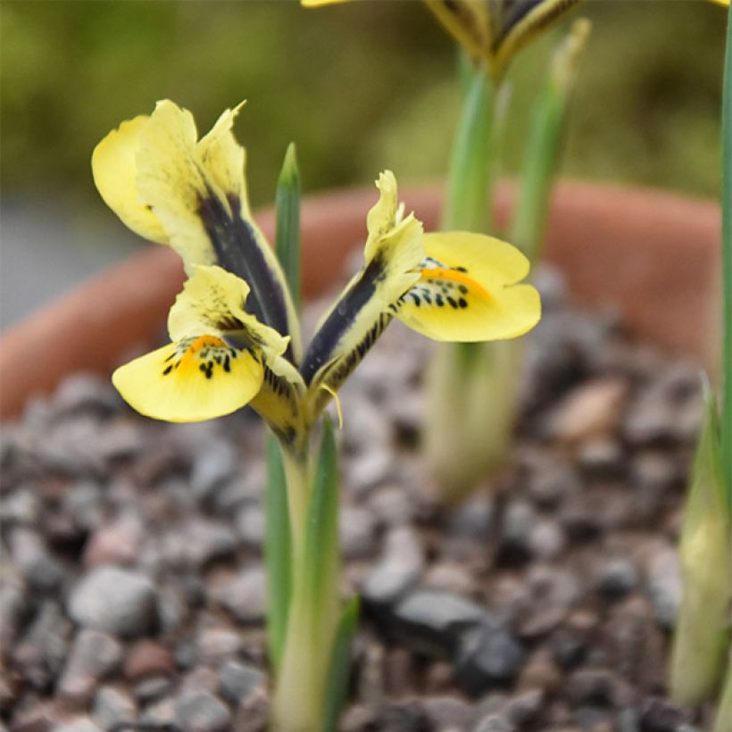 Iris reticulata Orange Glow (Port)