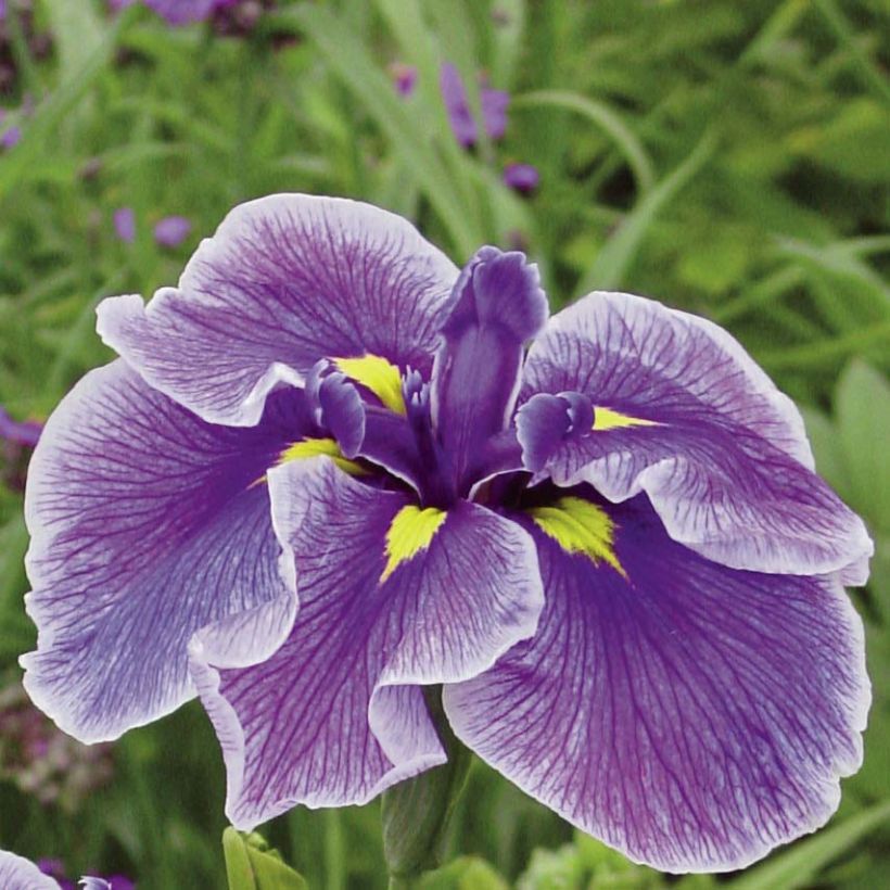 Iris du Japon - Iris ensata Crystal Halo (Floraison)
