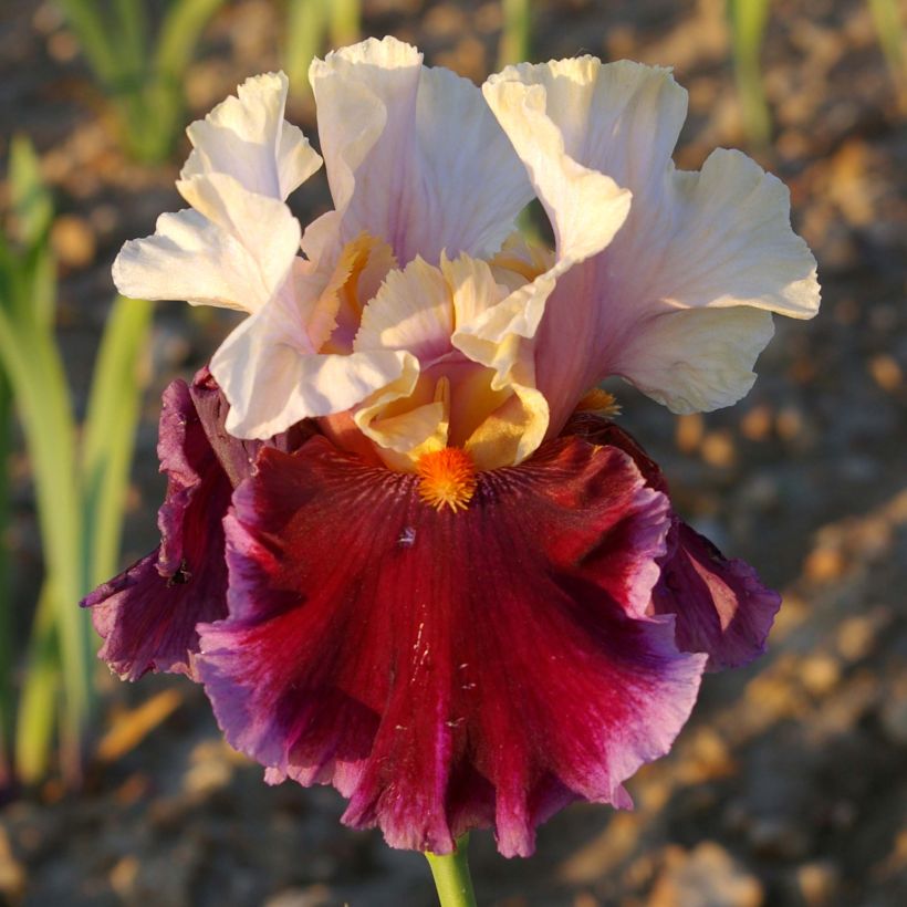Iris germanica Dance Hall Dandy (Floraison)