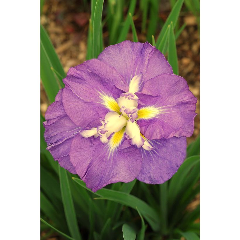 Iris du Japon - Iris ensata Center of Interest (Floraison)