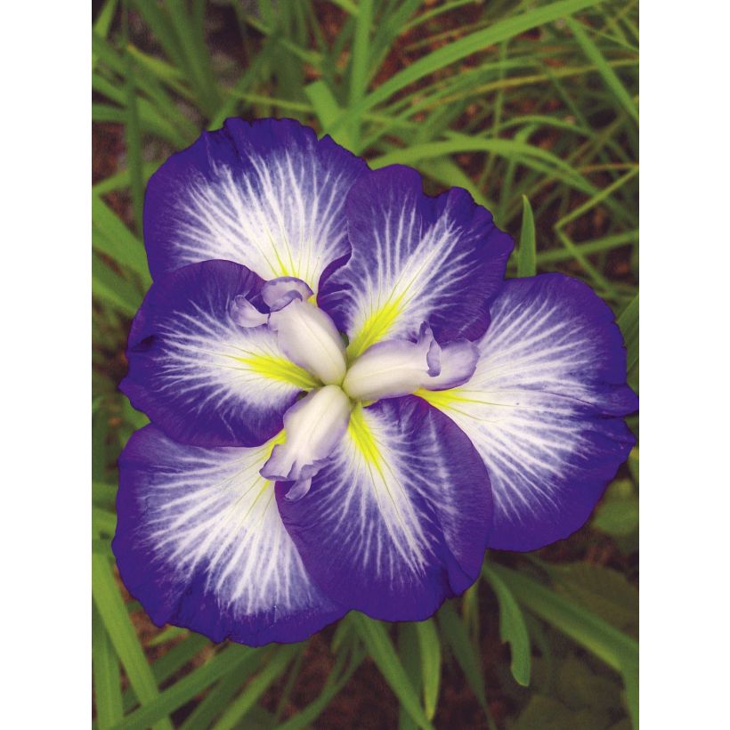 Iris du Japon - Iris ensata Gusto (Floraison)