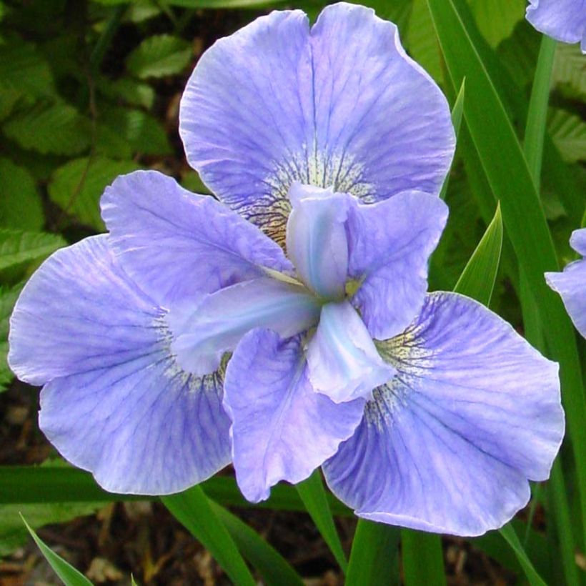 Iris de Sibérie - Iris sibirica Dear Delight (Floraison)
