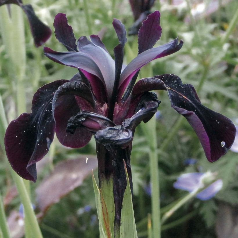 Iris chrysographes Black Knight (Floraison)