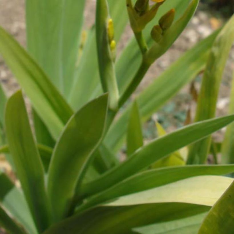 Iris domestica - Belamcanda chinensis - Iris tigré  (Feuillage)