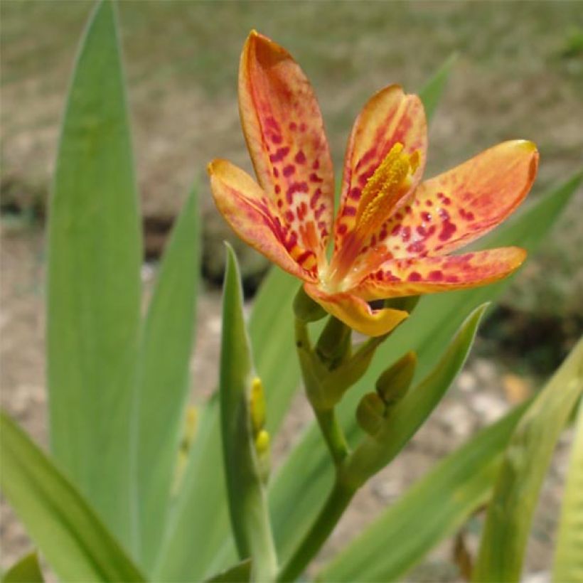 Iris domestica - Belamcanda chinensis - Iris tigré  (Floraison)
