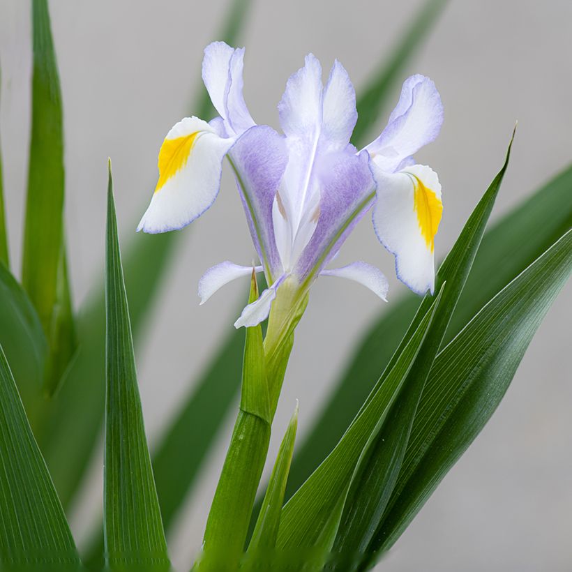 Iris magnifica (Floraison)