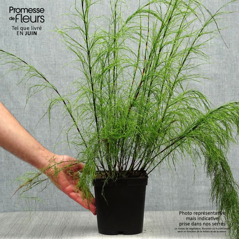 Spécimen de Ischyrolepis subverticillata - Restio Pot de 2L/3L tel que livré en été