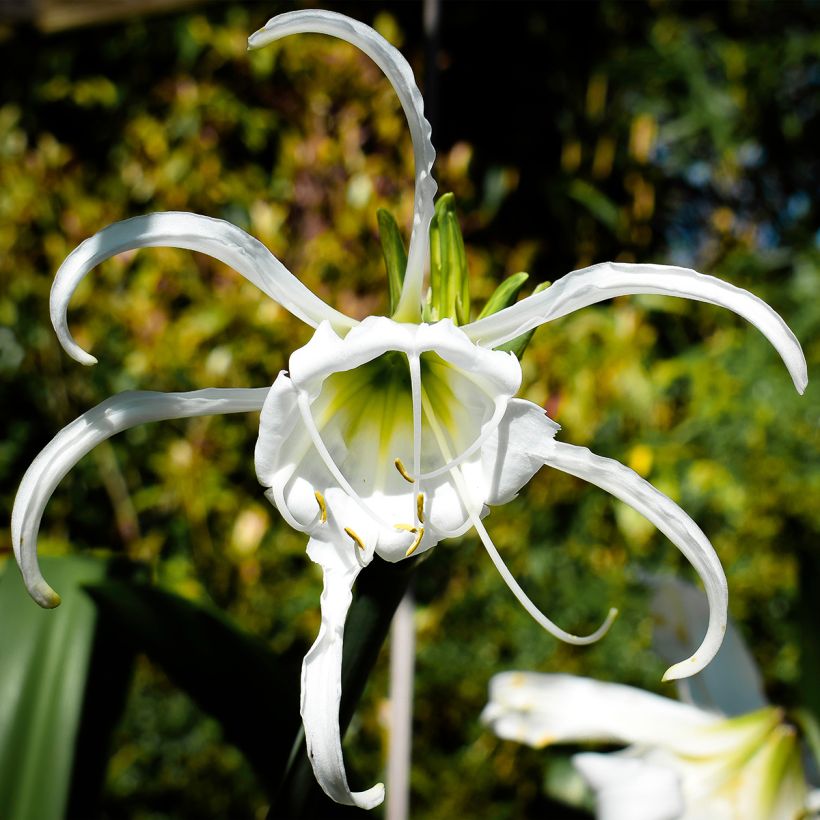 Ismene festalis Blanche - Hymenocallis, Lis araignée blanc. (Floraison)