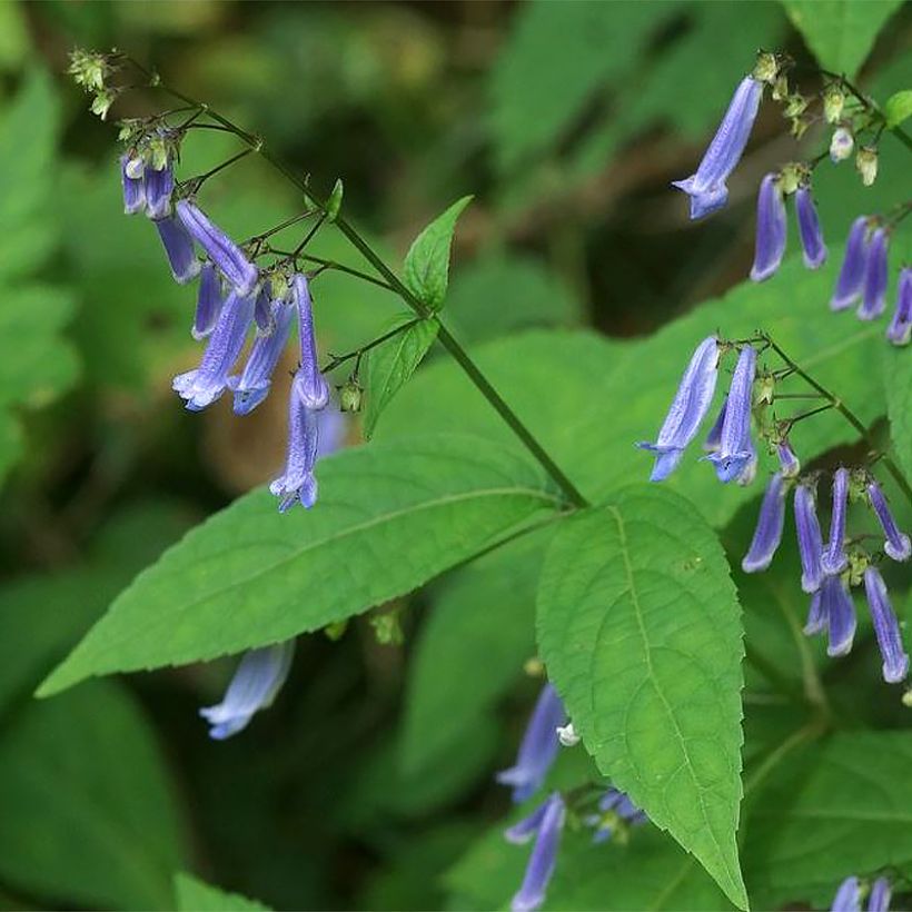 Isodon effusus - Rabdosia effusa (Feuillage)