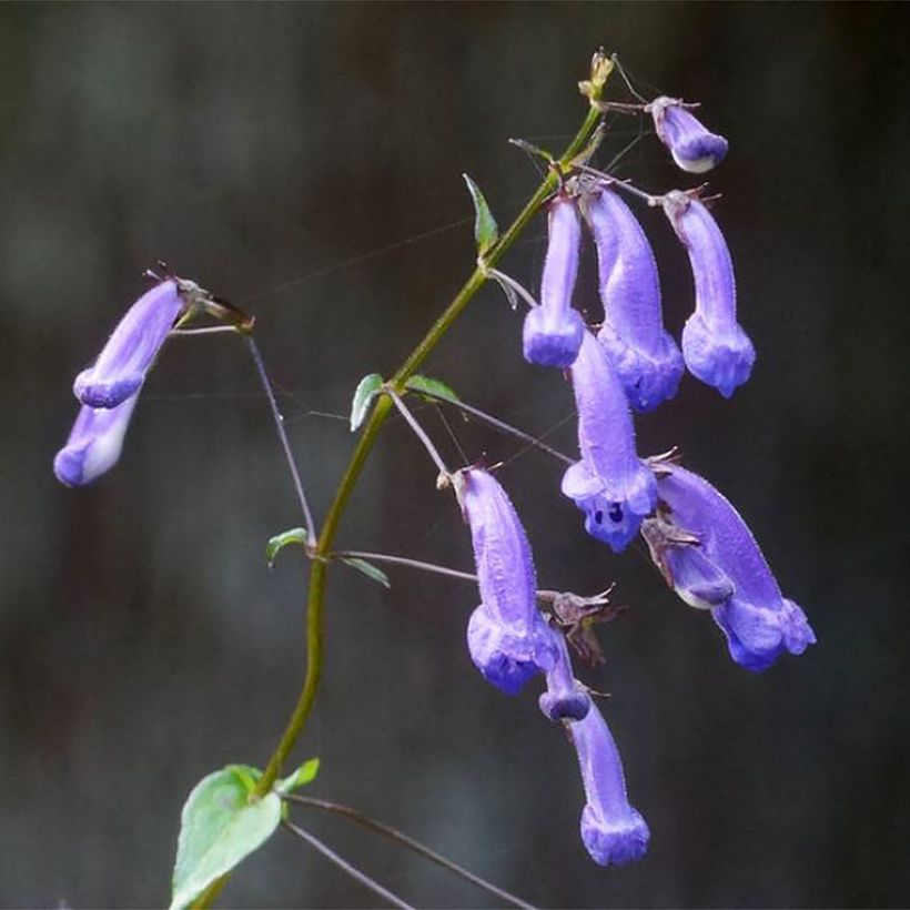 Isodon effusus - Rabdosia effusa (Floraison)