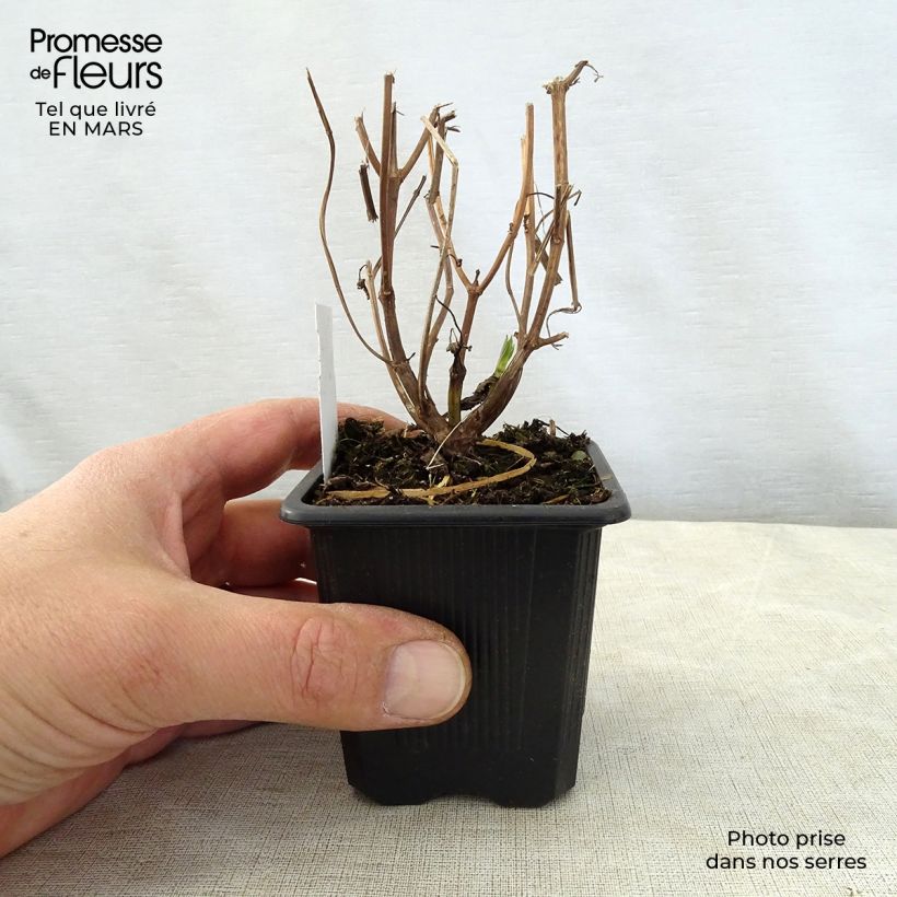 Spécimen de Isodon longituba - Rabdosia longituba Godet de 8/9 cm tel que livré au printemps