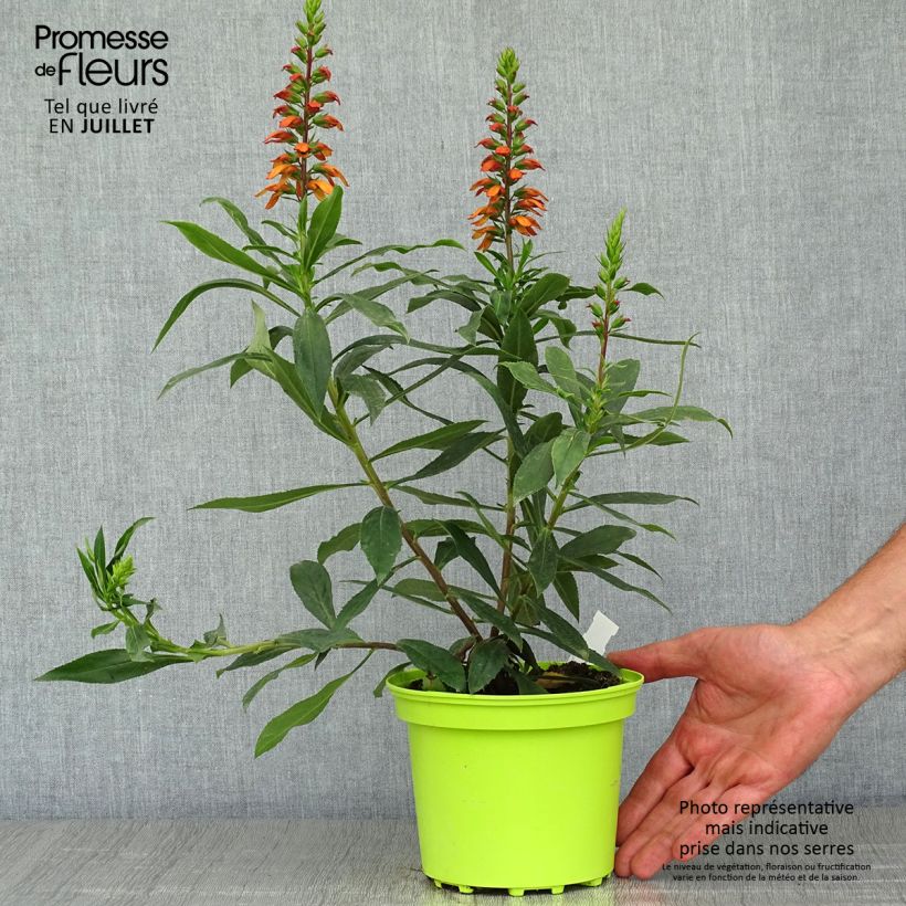 Spécimen de Isoplexis hybride Bella - Digitale des Canaries Pot de 2L/3L tel que livré en été