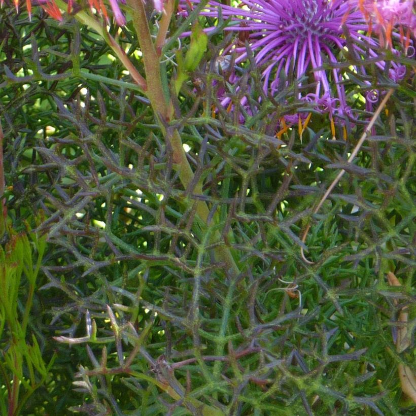 Isopogon formosus (Feuillage)