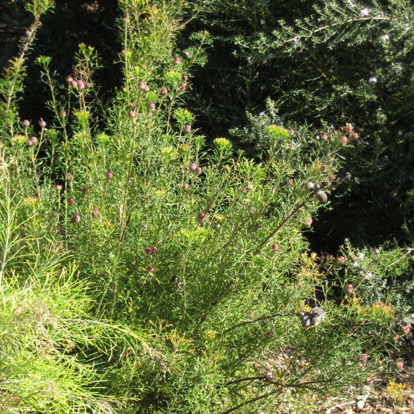 Isopogon formosus (Port)