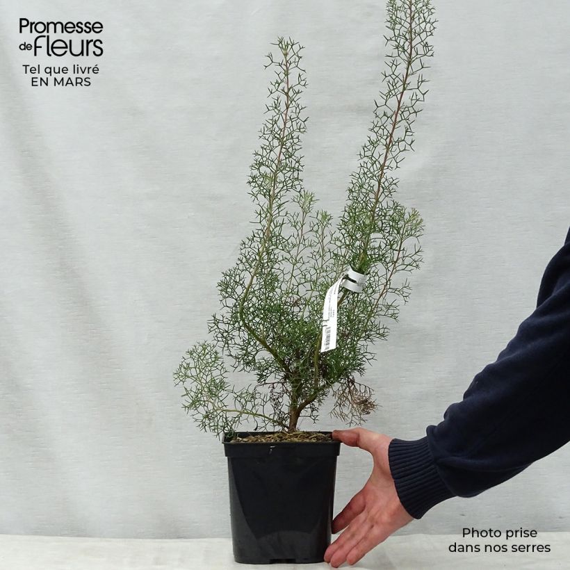 Spécimen de Isopogon formosus Pot de 3L/4L tel que livré au printemps
