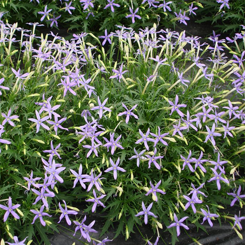 Isotoma Tristar Deep Blue – Laurentia (Floraison)