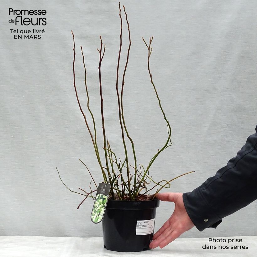 Spécimen de Itea virginica - Itéa de Virginie Pot de 3L/4LHauteur livrée env. 40/50cm tel que livré au printemps