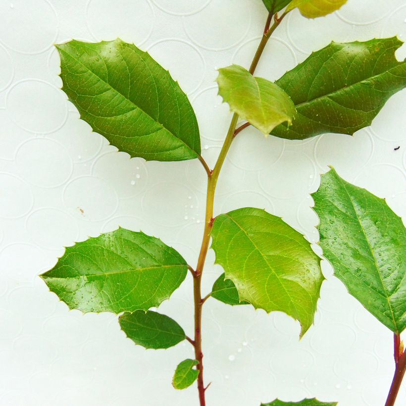 Itea ilicifolia (Feuillage)