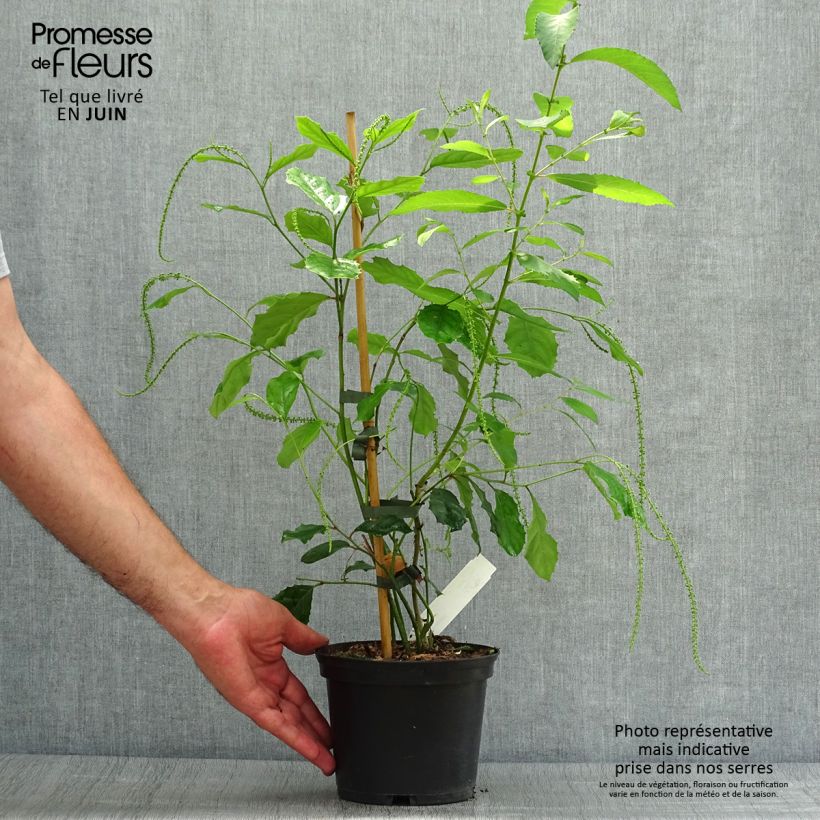 Spécimen de Itea ilicifolia Pot de 2L/3L tel que livré en été