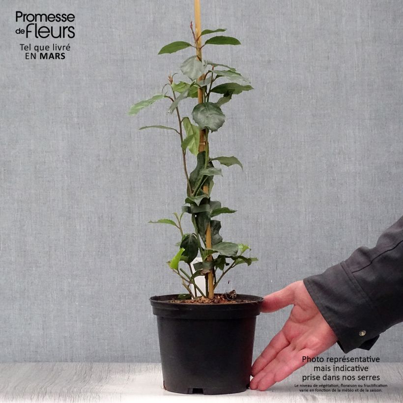 Spécimen de Itea ilicifolia - C2L tel que livré au printemps