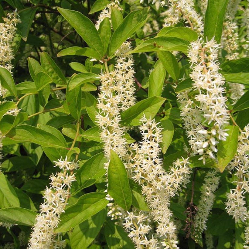 Itea virginica Little Henry - Itéa de Virginie (Floraison)