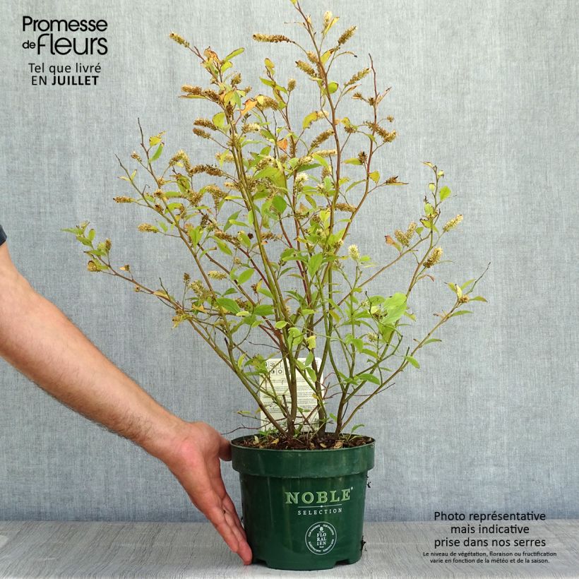 Spécimen de Itea virginica Little Henry - Itéa de Virginie Pot de 3L/4L tel que livré en été