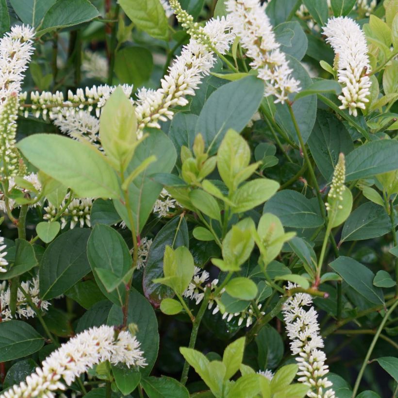 Itea virginica Scentlandia - Itéa de Virginie (Feuillage)