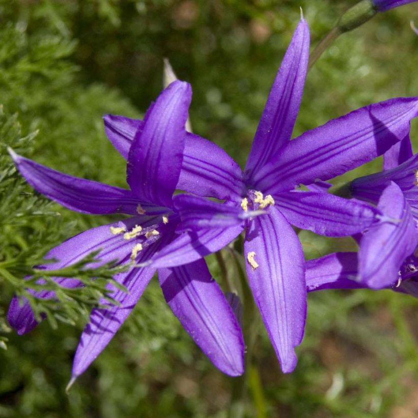 Ixiolirion tataricum - Lis de Sibérie (Floraison)