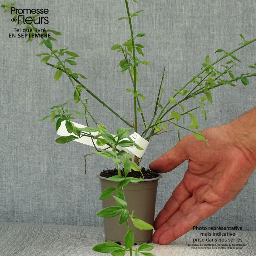 Spécimen de Jasmin d'hiver - Jasminum nudiflorum Godet de 8/9 cm tel que livré en automne