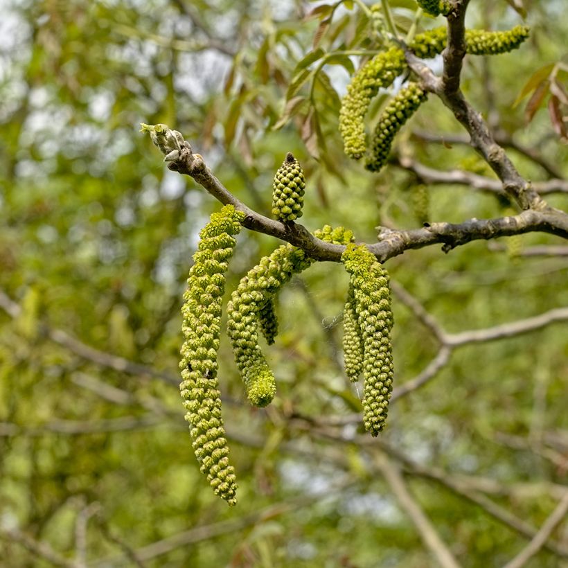 Juglans nigra - Noyer noir (Floraison)