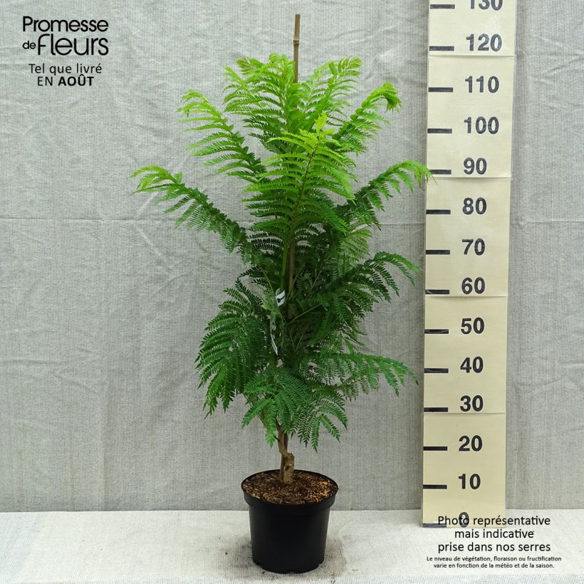 Spécimen de Jacaranda mimosifolia - Flamboyant bleu Pot de 4L/5L tel que livré en été