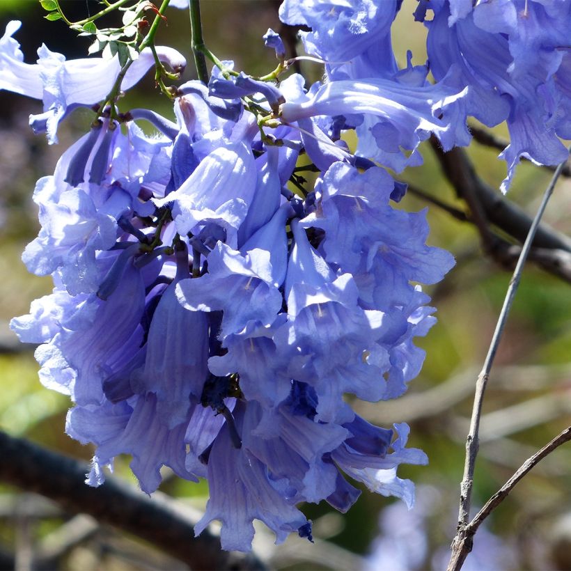 Jacaranda mimosifolia - Flamboyant bleu (Floraison)