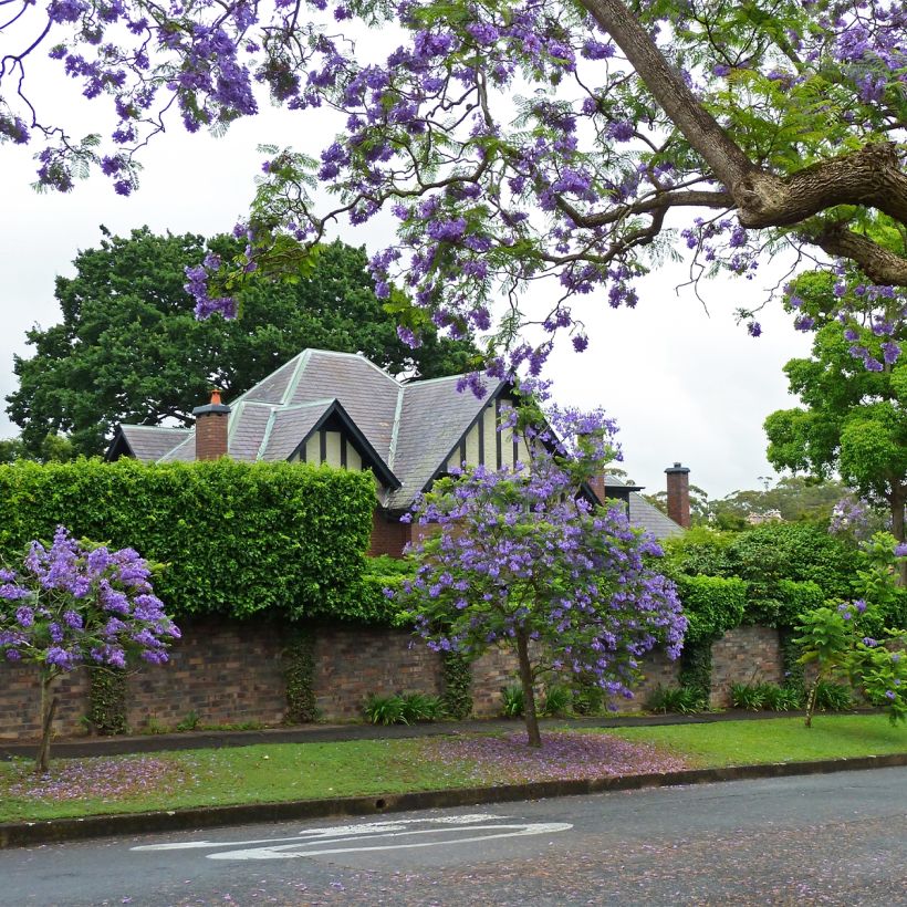 Jacaranda mimosifolia - Flamboyant bleu (Port)