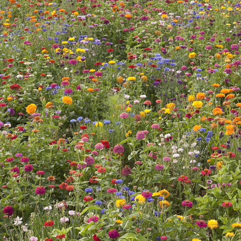 Jachère de fleurs courtes Belle France  (Port)