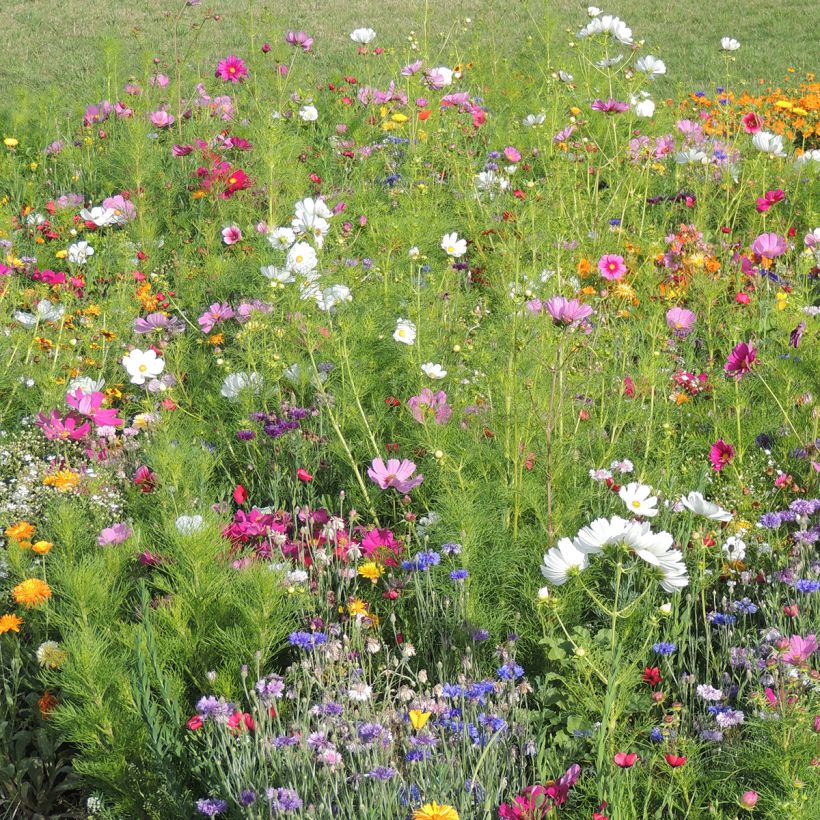 Jachère de fleurs hautes Couleurs de France production française (Port)