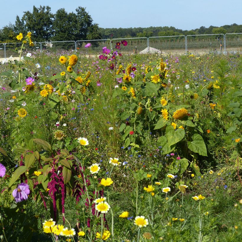 Jachère de fleurs pour Abeilles & Pollinisateurs - Origine France (Port)