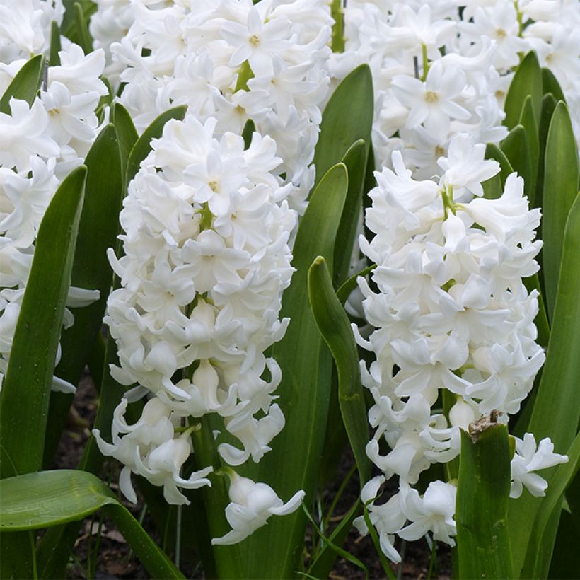 Jacinthe Aiolos blanche préparée pour le forçage (Floraison)