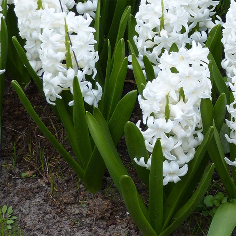 Jacinthe Aiolos blanche préparée pour le forçage (Port)