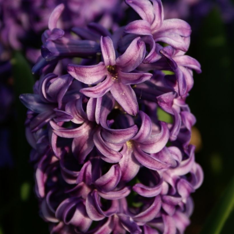 Jacinthe Atlantic (Floraison)