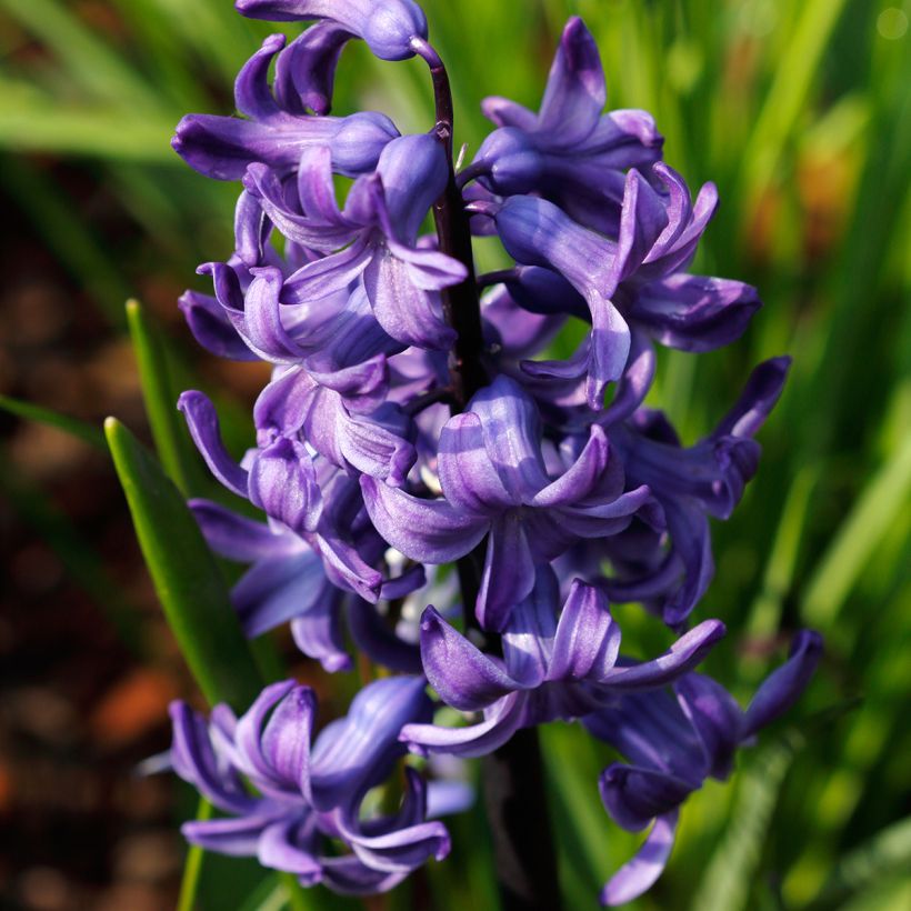 Jacinthe Blue Pearl (Floraison)