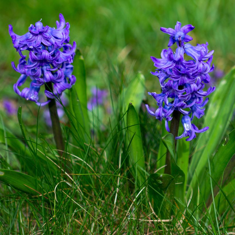 Jacinthe Blue Pearl (Port)