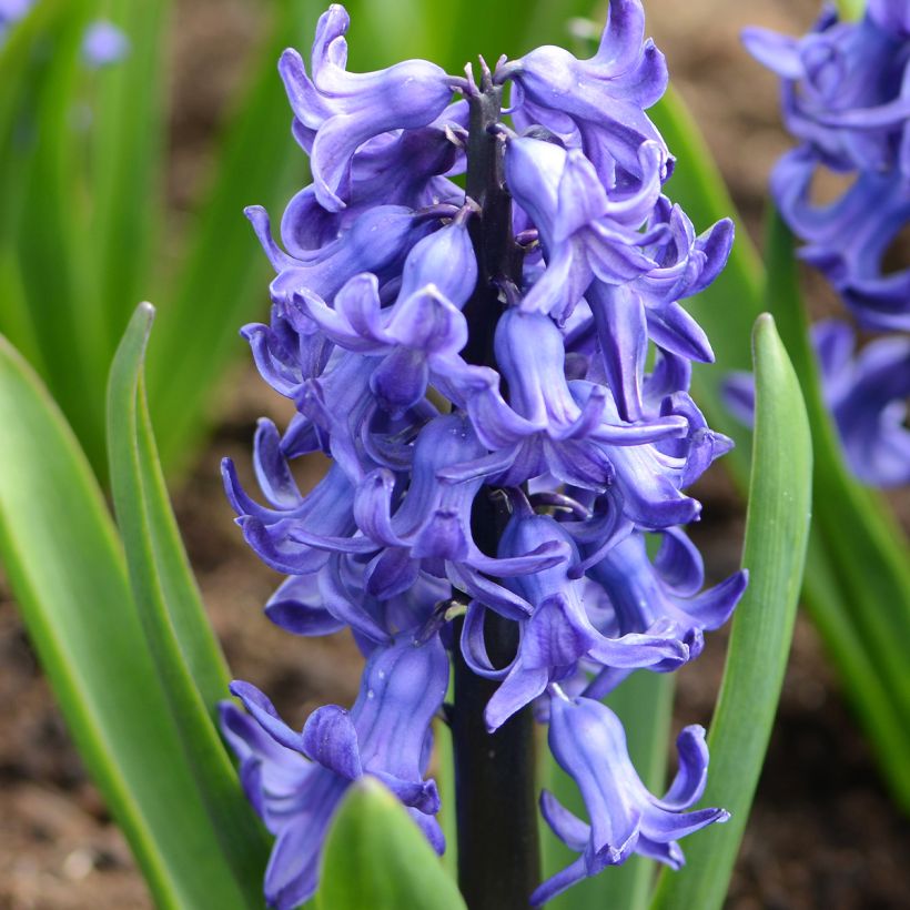 Jacinthe Blue star (Floraison)