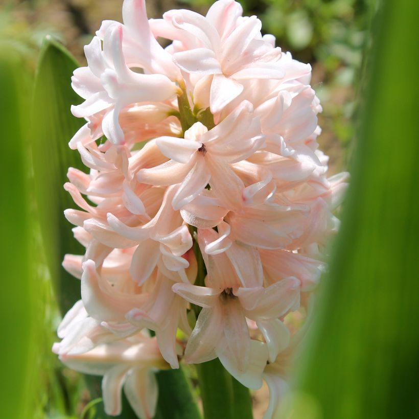 Jacinthe China Pink (Floraison)
