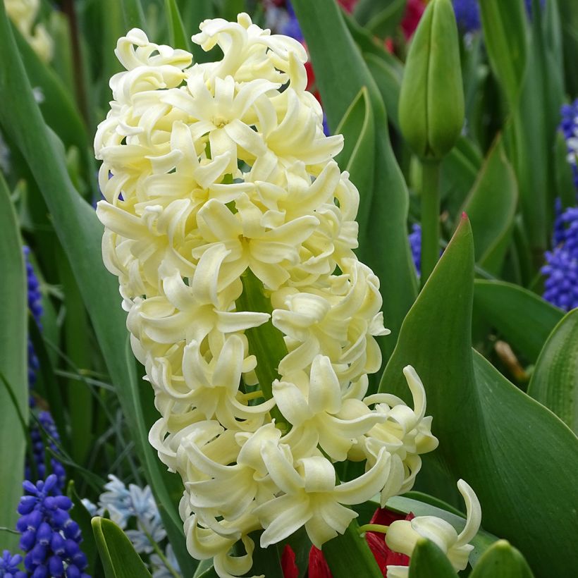 Jacinthe City of Haarlem préparée pour le forçage (Floraison)