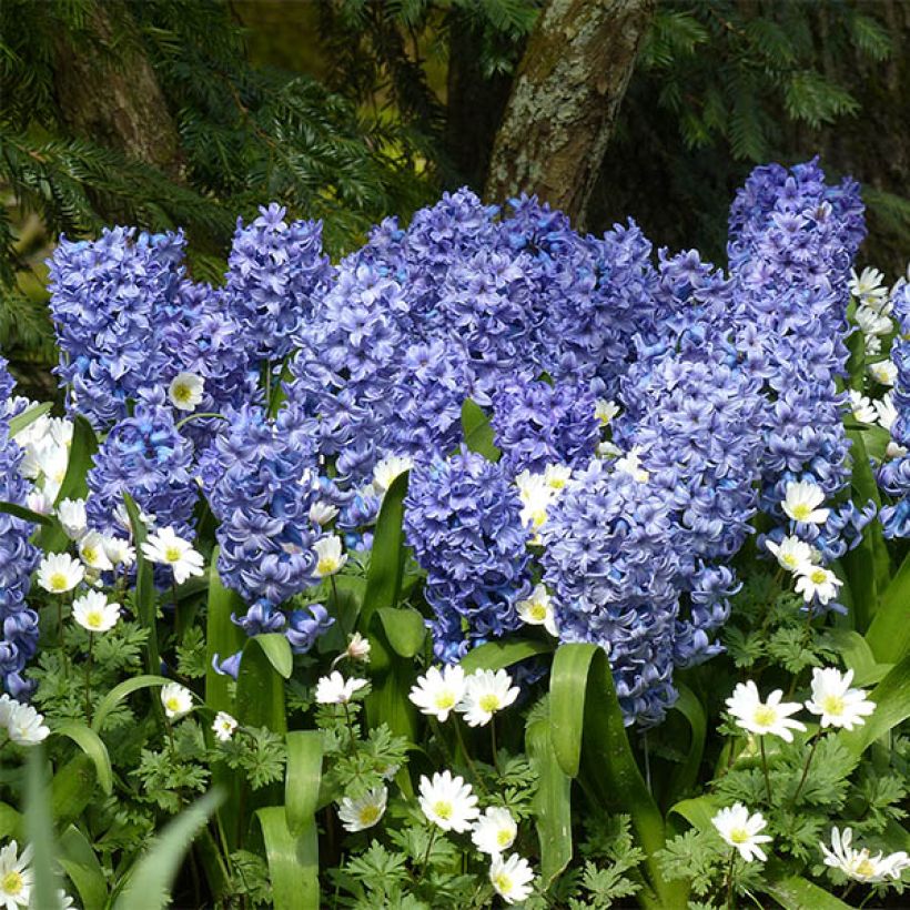 Jacinthe Delft Blue bleue préparée pour le forçage (Floraison)