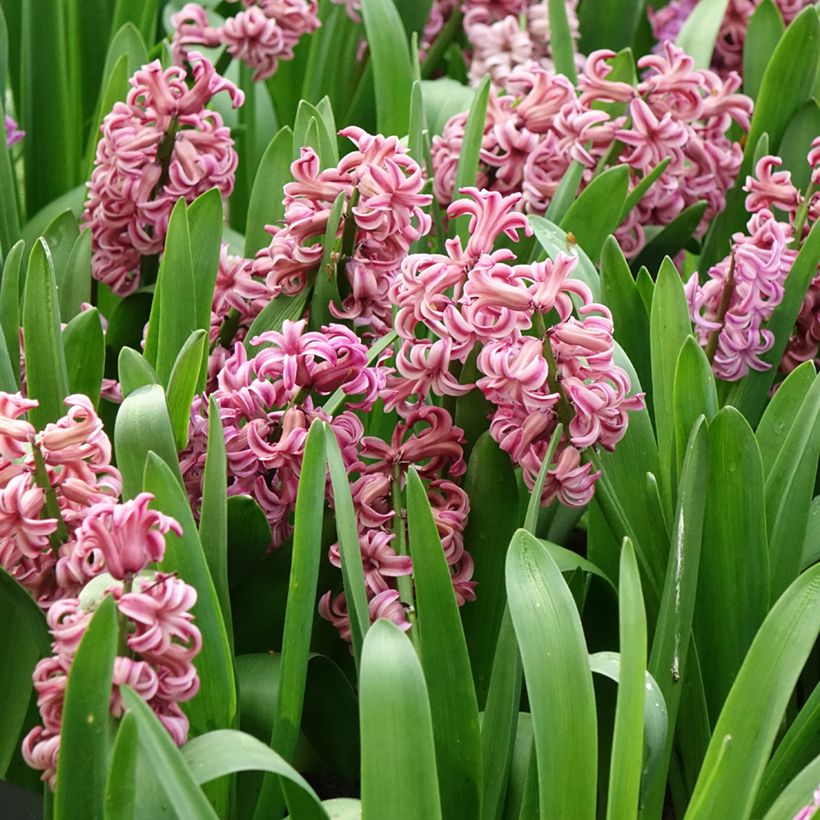 Jacinthe Anna Liza (Floraison)