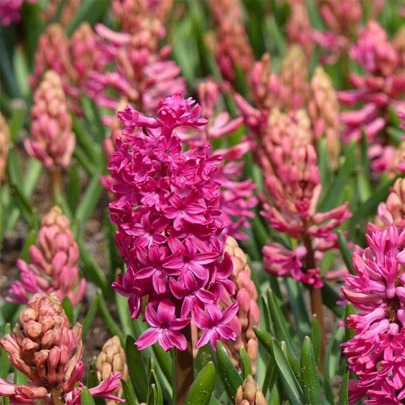 Jacinthe Jan Bos rouge préparée pour le forçage (Floraison)